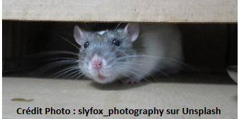 Prendre soin de votre rat