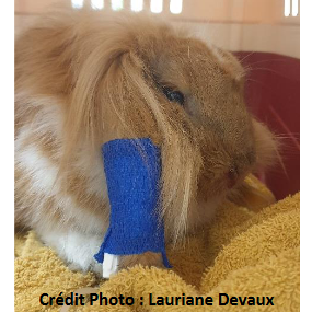 La maladie hémorragique du lapin