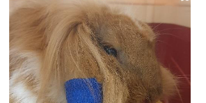 La maladie hémorragique du lapin