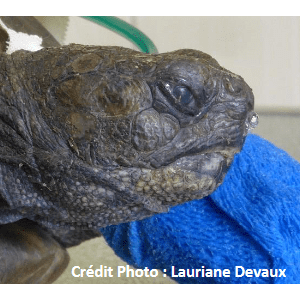 Les maladies respiratoires de la tortue