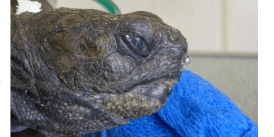 Les maladies respiratoires de la tortue