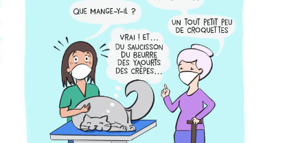L'obésité chez le chat
