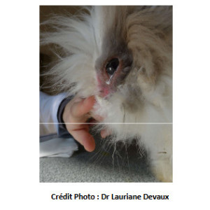 La myxomatose du lapin
