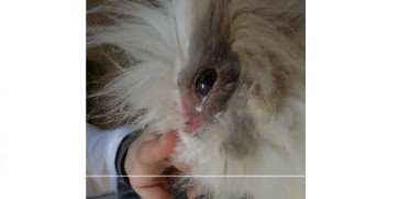 La myxomatose du lapin