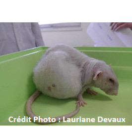 Les masses mammaires des rats