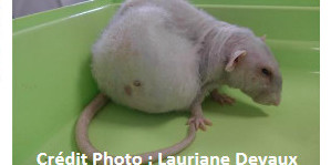 Les masses mammaires des rats