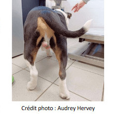 La castration chez le chien