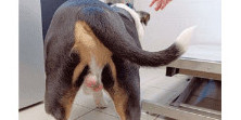 La castration chez le chien