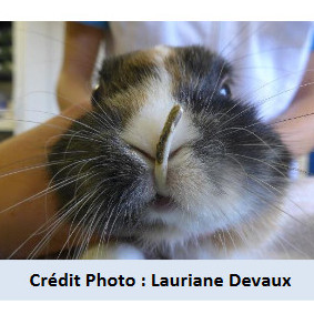 Les maladies dentaires du lapin