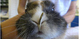 Les maladies dentaires du lapin