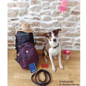 Les vacances avec mon animal de compagnie