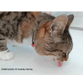 L'insuffisance rénale chez le chat