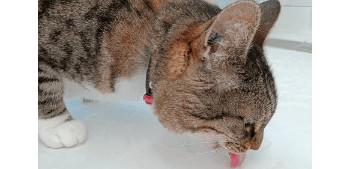 L'insuffisance rénale chez le chat