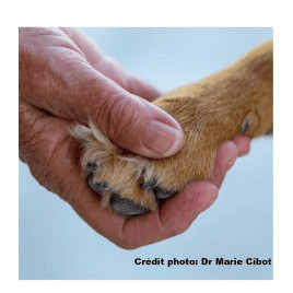 Les soins palliatifs