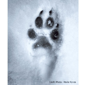 Le froid et vos animaux de compagnie : le guide pour un hiver serein