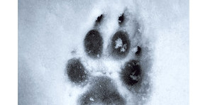Le froid et vos animaux de compagnie : le guide pour un hiver serein