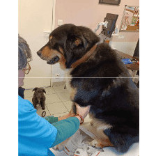 Mon animal souffre-t-il?