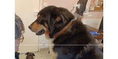 Mon animal souffre-t-il?