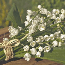 Le muguet, ennemi de nos animaux