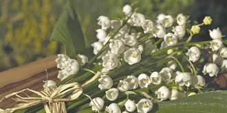 Le muguet, ennemi de nos animaux