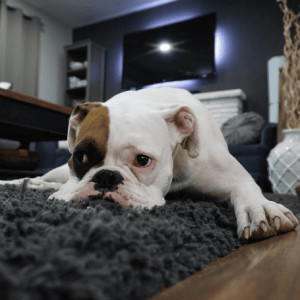 Laisser son animal seul