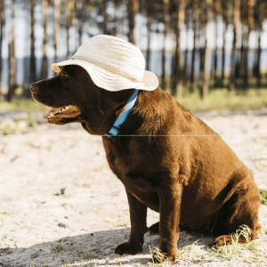 Les animaux de compagnie et la canicule