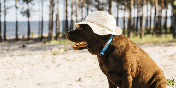 Les animaux de compagnie et la canicule