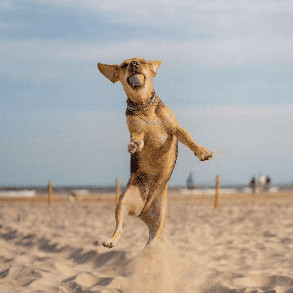 Amener son chien à la plage