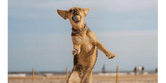 Amener son chien à la plage