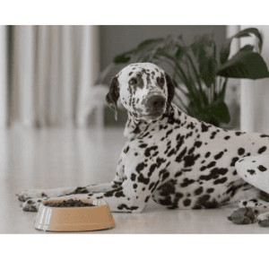 Alimentation du chien et du chat, que choisir?