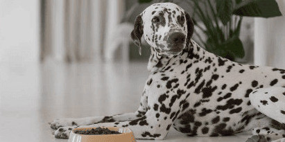 Alimentation du chien et du chat, que choisir?