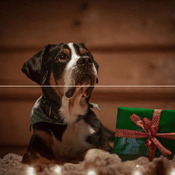Bien vivre Noël avec son animal de compagnie