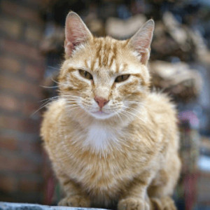 L'hyperthyroïdie du chat