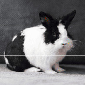 Les besoins du lapin domestique