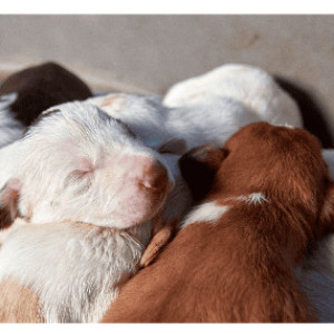 Reproduction et stérilisation des chiens et des chats