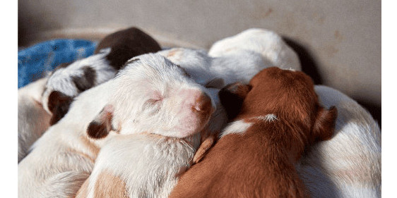 Reproduction et stérilisation des chiens et des chats