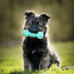 La première année du chiot et du chaton