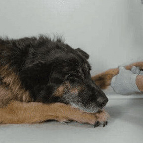 La Leishmaniose du chien