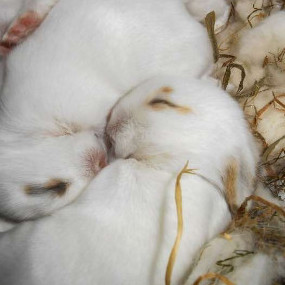 La phéromone apaisante du lapin