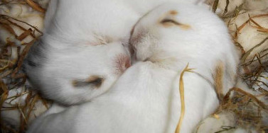 La phéromone apaisante du lapin