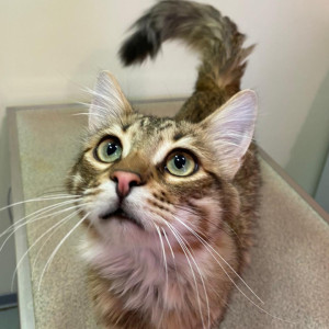 Soins préventifs pour vos animaux de compagnie en Cerdagne : Gardez-les en pleine forme !