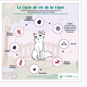 Le cycle de la tique