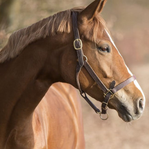 L'Asthme Equin