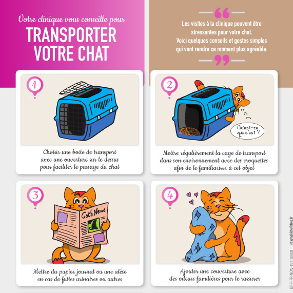 Transporter nos amis félins à la clinique, comment faire ?