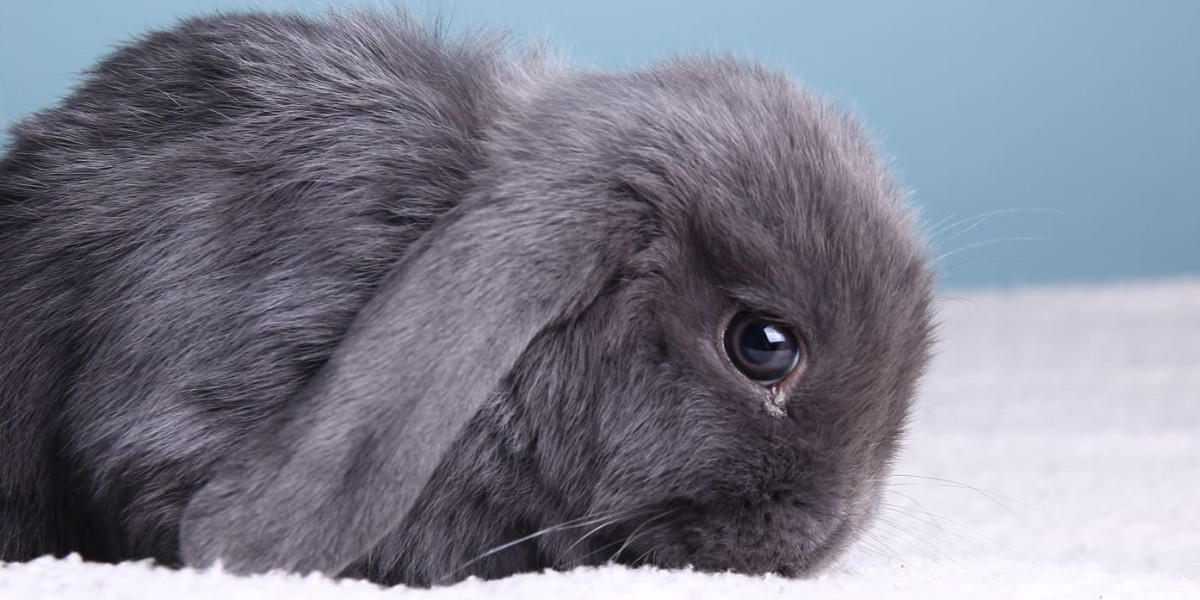 mon lapin doit être anesthésié pour un soin dentaire ou une stérilisation/castration...
