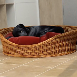 Votre chien souffre-t-il d'arthrose ?