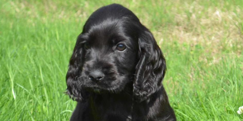 ma chienne a RDV pour une stérilisation...