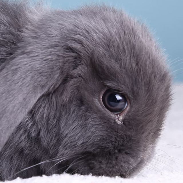 Les besoins du lapins