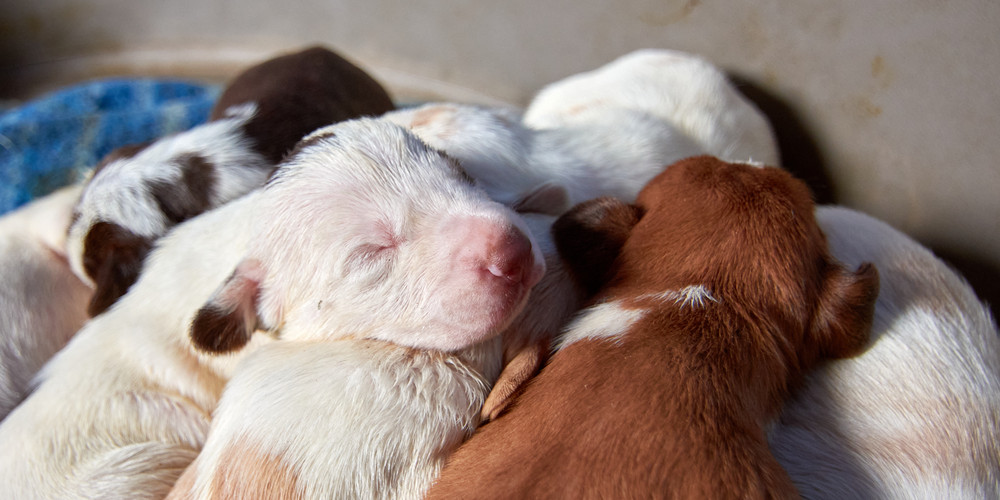 Reproduction et stérilisation des chiens et chats. Au printemps, attention aux portées non désirées …