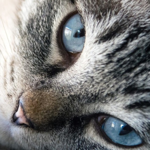 FICHE CONSEILS CHATON